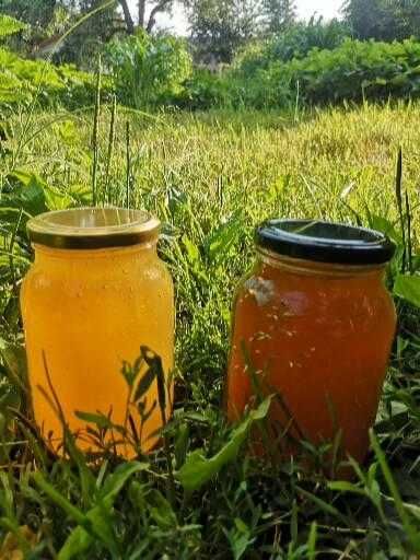 Бджоломатки 2026