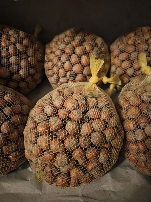 Świeże orzechy laskowe 3kg