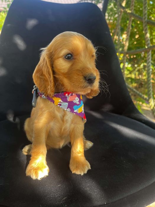 Piękny szczeniak rasy Cocker Spaniel