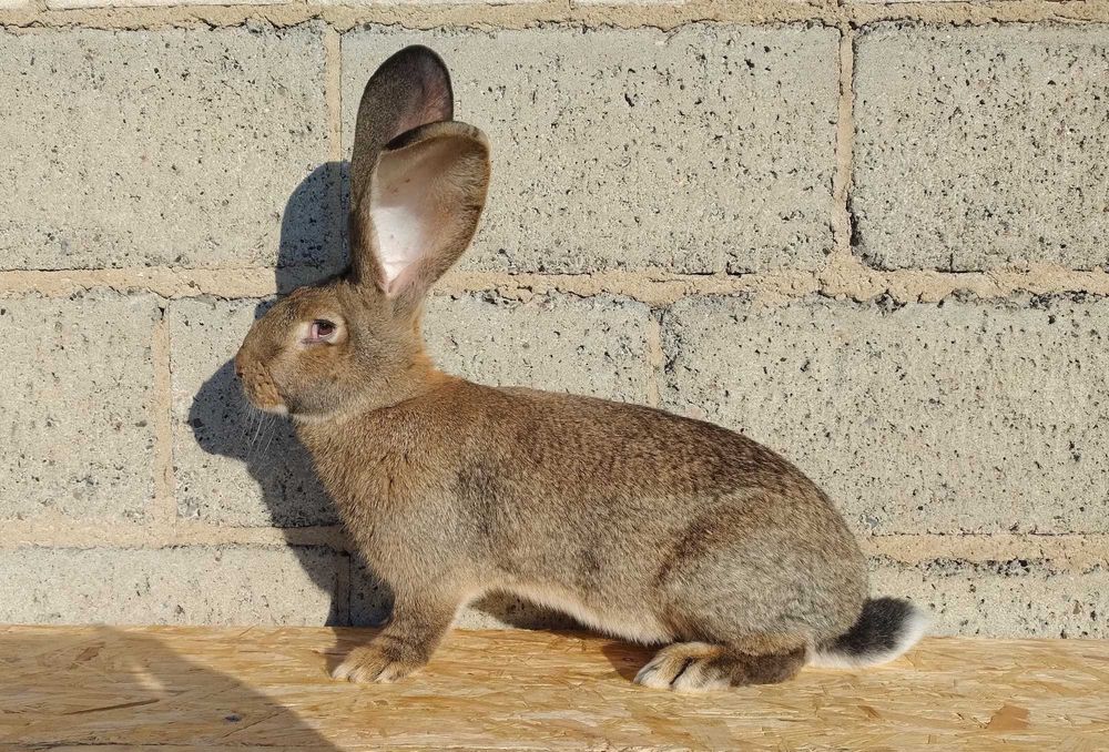 Króliki Olbrzymy belgijskie