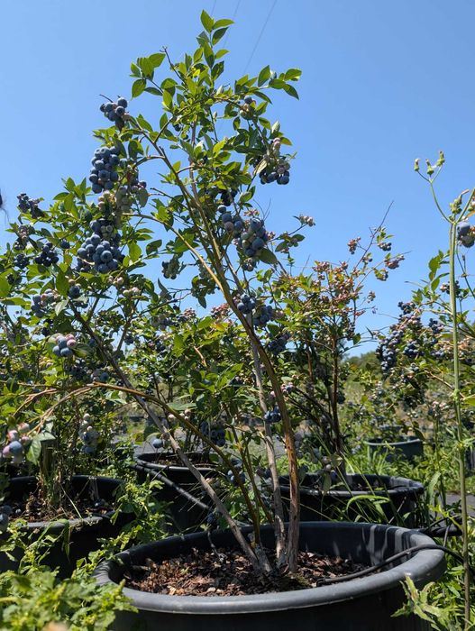 Plantas de Mirtilo Adultas com vaso – 8 Anos – Produção Máxima