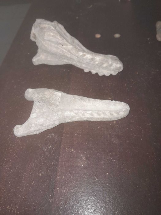 Fóssil de animal prestórico