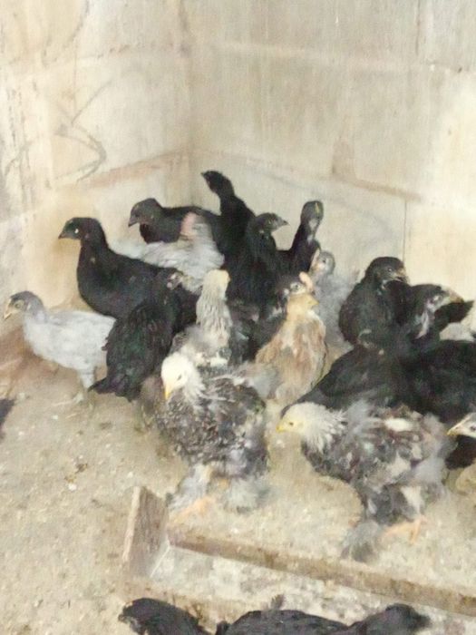 Ovos de cara de palhaço e pintos de várias raças e idades