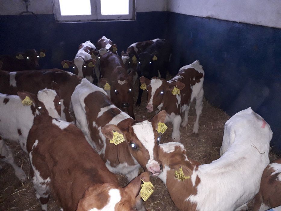 Byczki odsadki, opasy, na mleko i bez, cały kraj transport