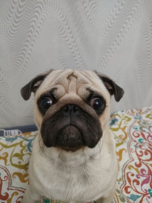 Мопс 3 года вязка