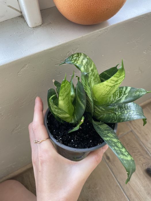 Вазон сансевьєрія ханні