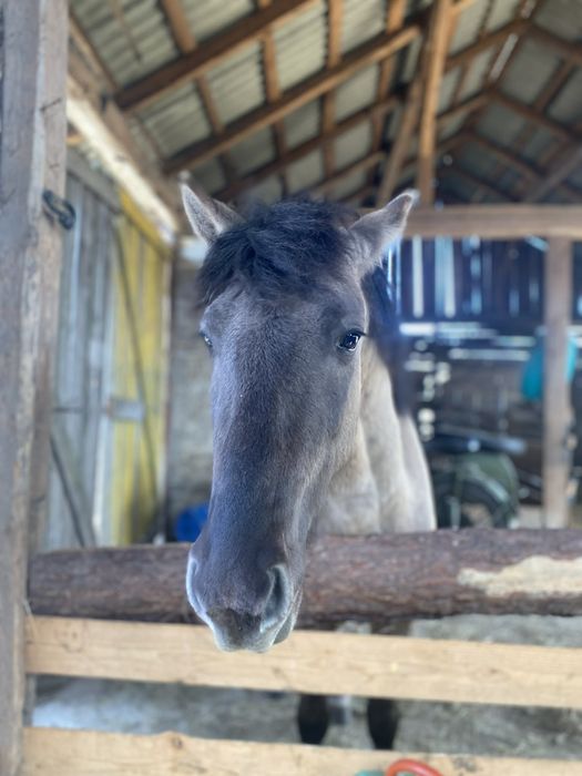 Sprzedam konika polskiego
