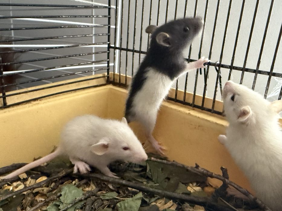 Крысята Дамбо (малыши) очень ручные !!