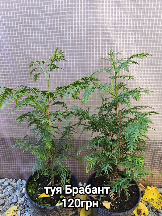 Хвойні рослини з гарною кореневою системою