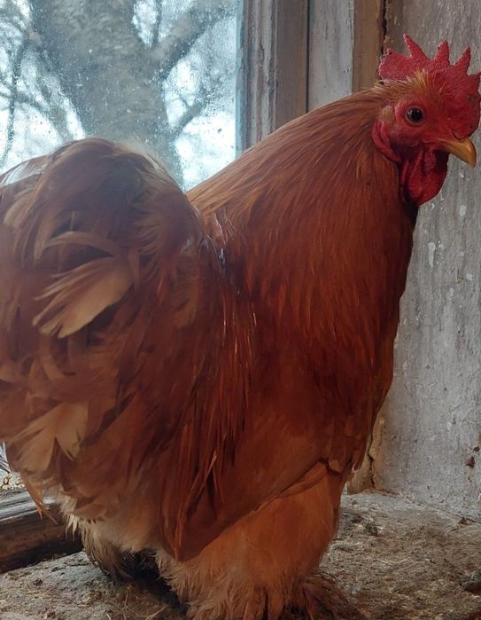 Продаю Карликові курочки і півні кохінхіни