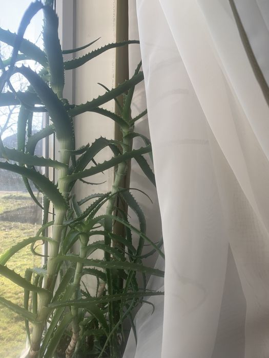 Алоя лікувальна