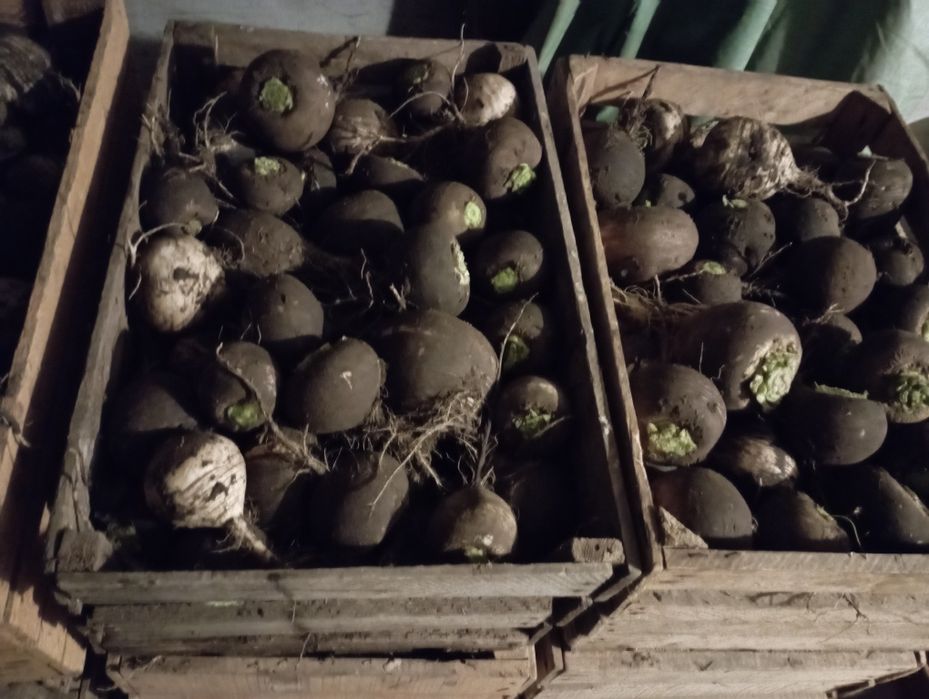 Продам чорну редьку.