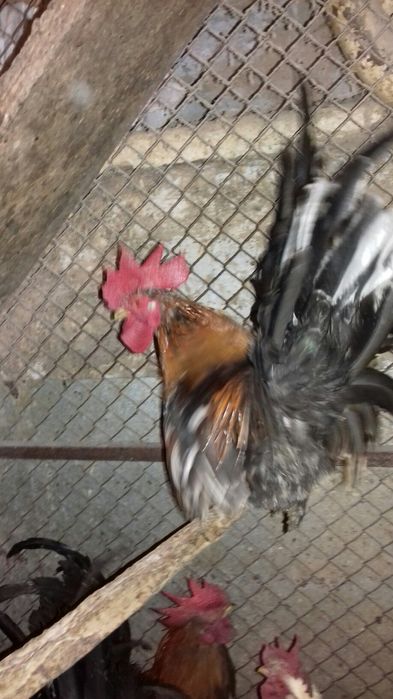 Маленькие  карликовые петушки