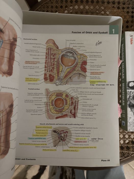 Atlas of human anatomy netter 6th edition