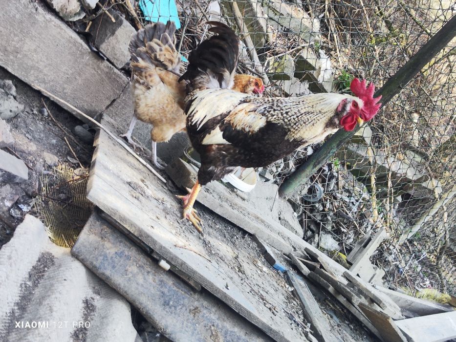 Kolorowe jaja lęgowe