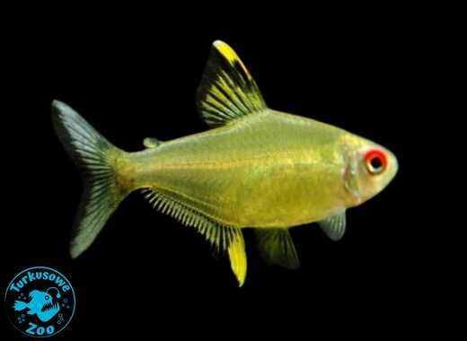 Rybka akwariowa TETRA CYTRYNOWA, Sklep Akwarystyczny Turkusowe Zoo