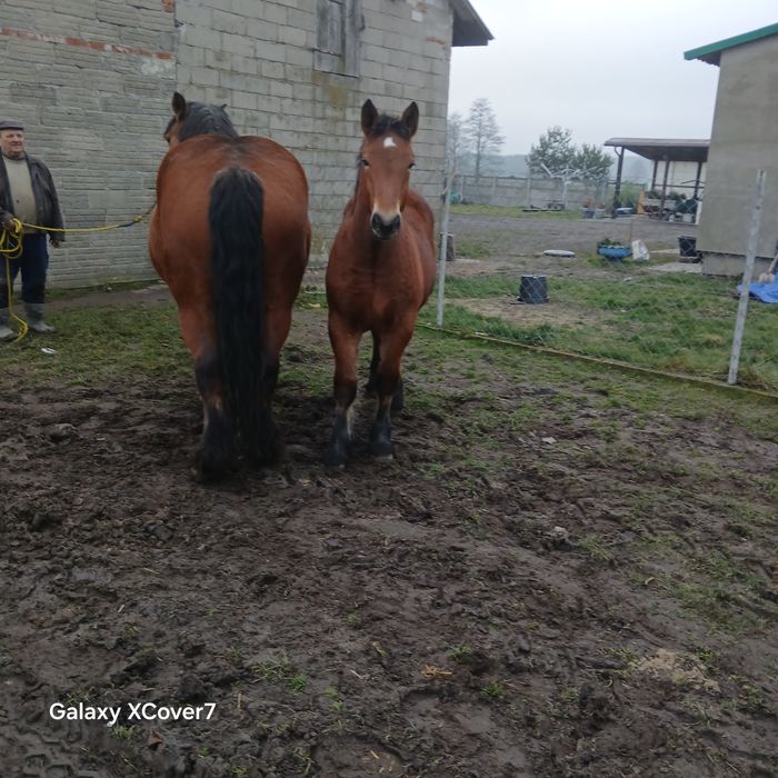 Sprzedam w komplecie klacz że źrebakiem