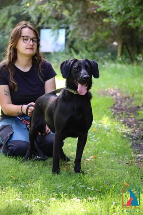 Młoda, wesoła, przyjazna, fajna sunia szuka domu