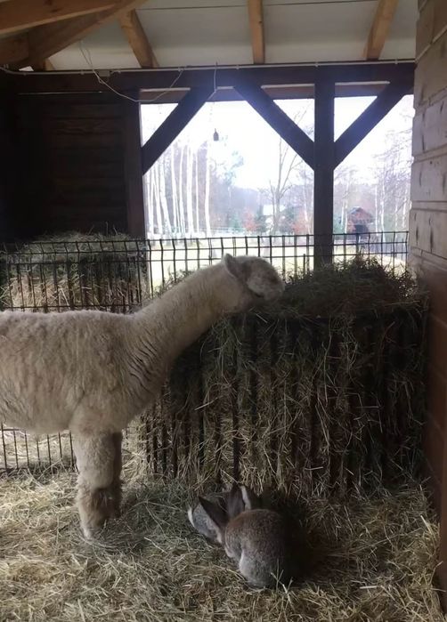 Paśnik na siano dla Lam, Alpak, Kóz i Koni
