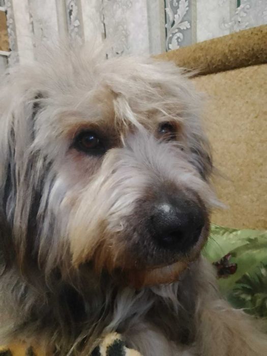 В'язка (случка) собаки