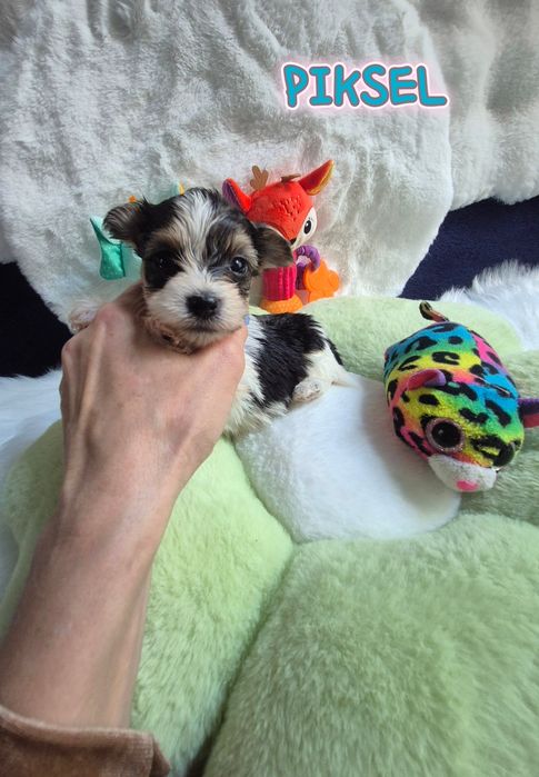 Piesek yorkshire terrier biewer maleńki