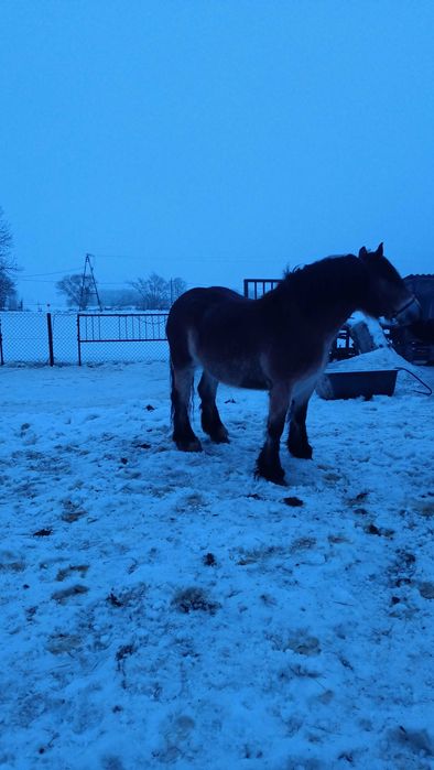 Sprzedam klacz PKZ 3.5 letnia