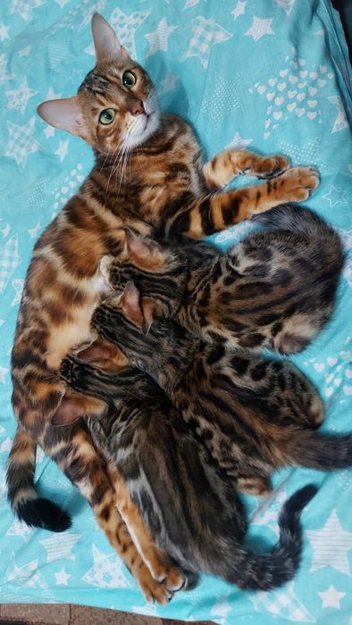 4 виводки бенгальських кошенят. Різний вік
