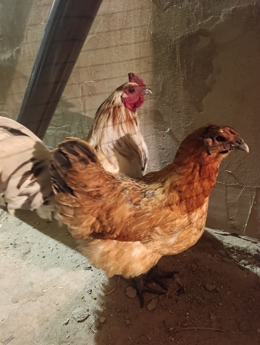 Продам курей породи Лакеданзі