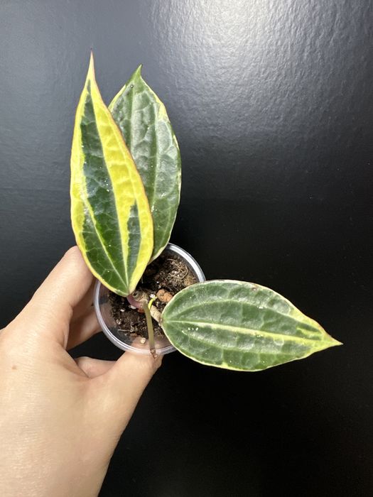 Хойя Ескімо супер сільвер, хойя macrophylla Albomarginata,