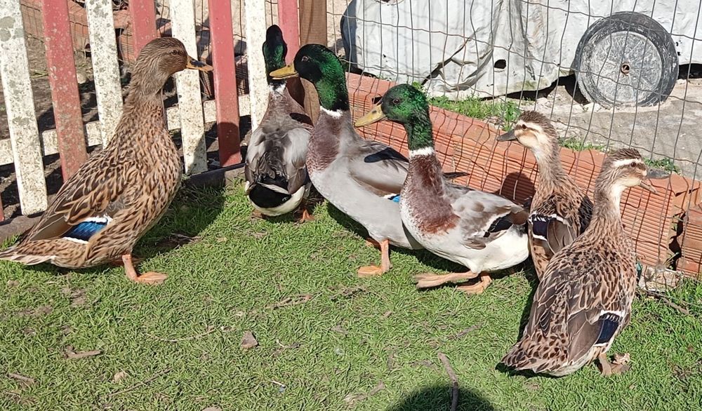 Aves Ornamentais patos reais