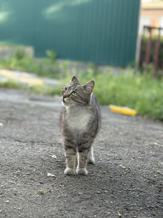 Вулична добра та лагідна киця шукає сімʼю