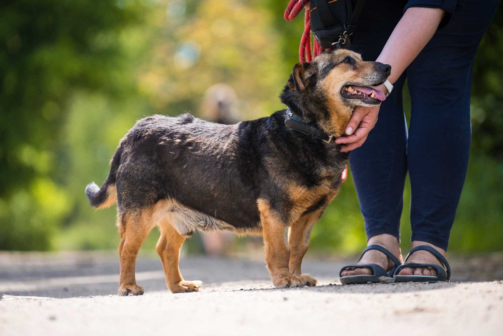 Tropi - spokojny niewielki pies do adopcji