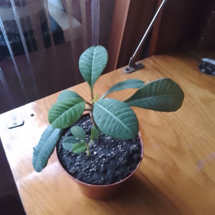 Обменяю цветы на