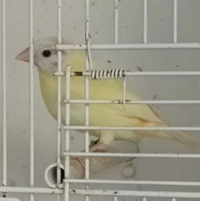 Diamante de gould lutinos e portadores de lutinos