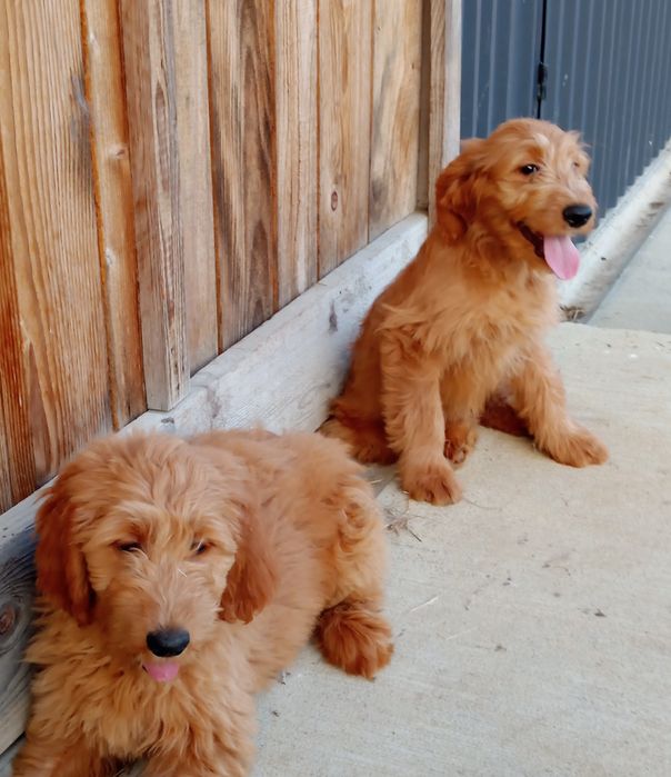 Sprzedam Suczkę Goldendoodle