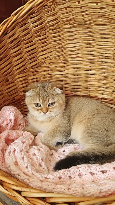 Висловуха шикарна дівчинка золота шиншила