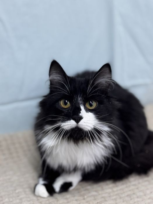 Мері дівчинка у добрі руки