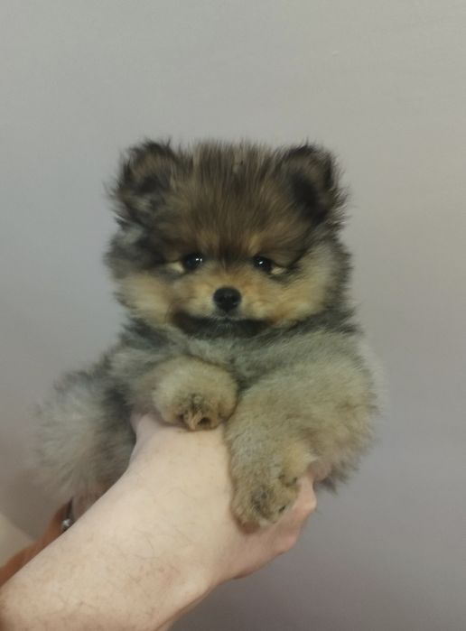 Zkwp szpic miniaturowy pomeranian