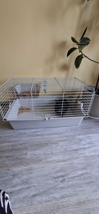 Krolik z klatką