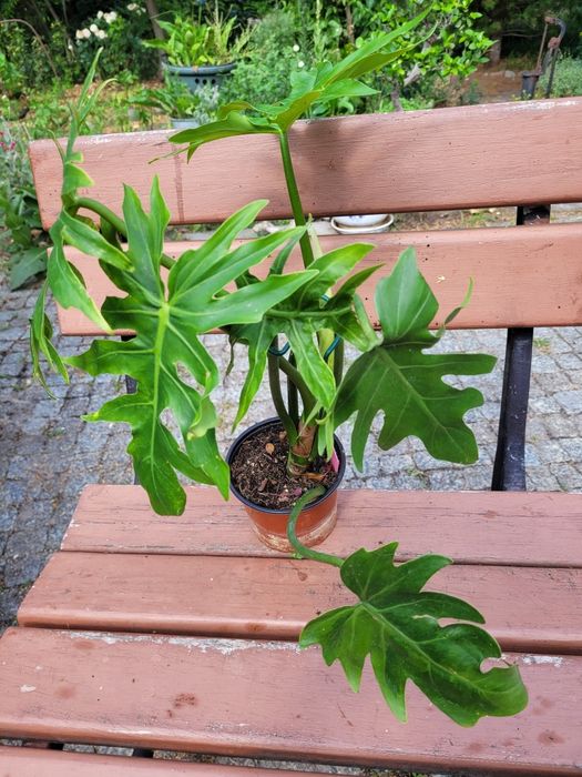 Philodendron radiatum gog variegata