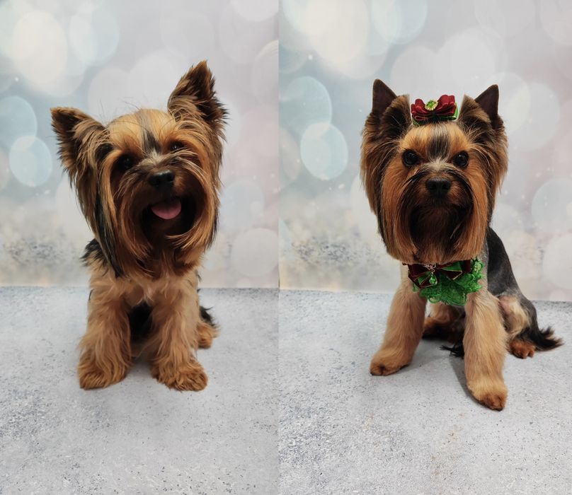 Работаю и без света!!! Стрижки котов и собак, чистка зубов ультразвуко