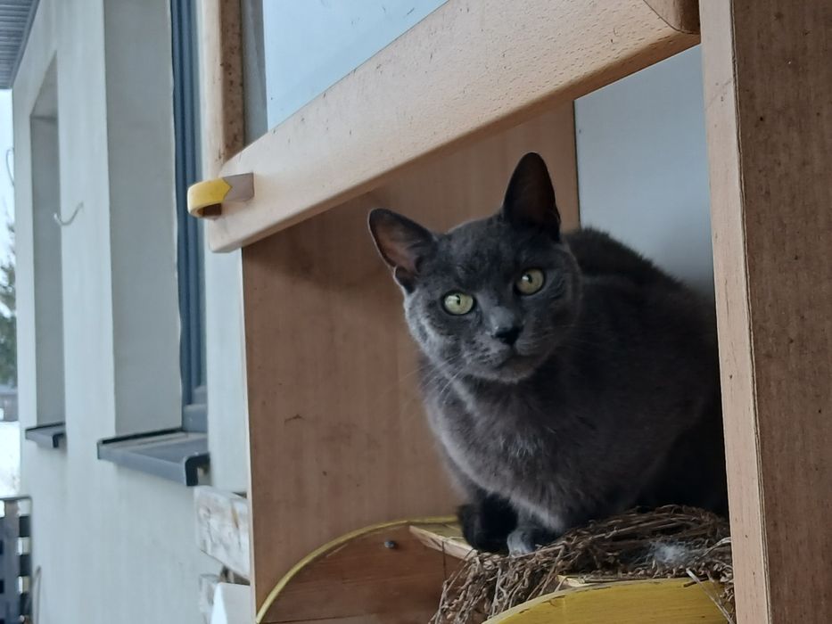 Kotka adopcja śliczna przybłęda