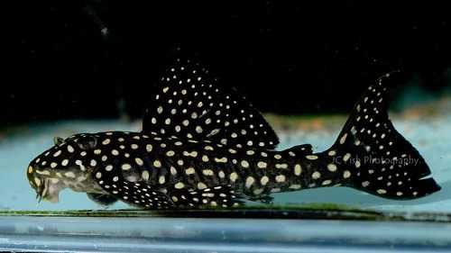 Zbrojnik glonojad L048 Scobinancistrus cf. Pariolispos- Sklep AKWAREKS