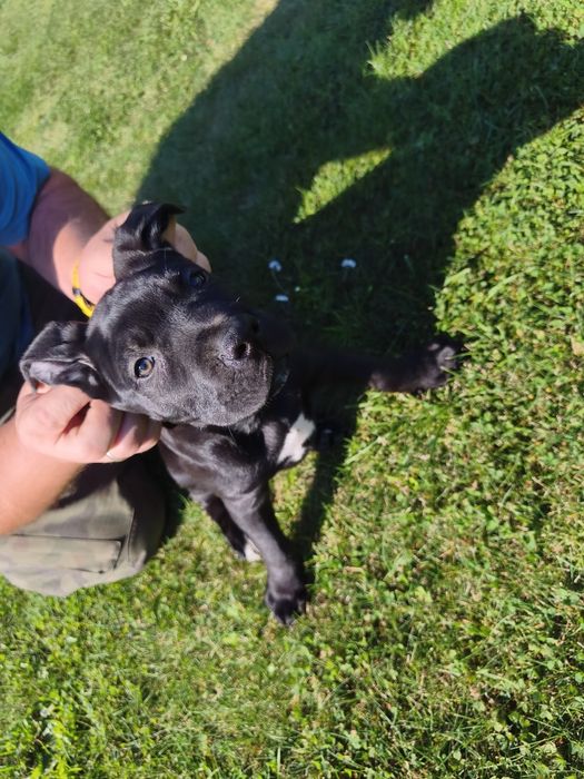 Cane Corso piękny piesek