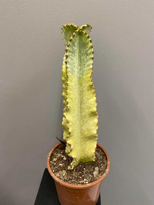 Euphorbia ingens marmorata Wilczomlecz