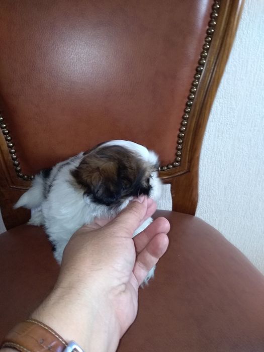 SHShih-Tzu Sublime
Desparasitação devida.
Qualidade Top ( morfologia, pêlo e caráter).
INVISTA EM SHIH-TZU, MAS DE QUALIDADE SUPERIOR!