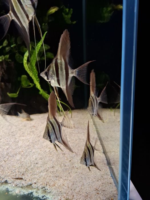 Skalar altum orinoco