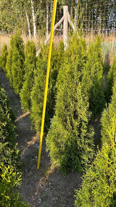 Tuja Szmaragd  120-140cm