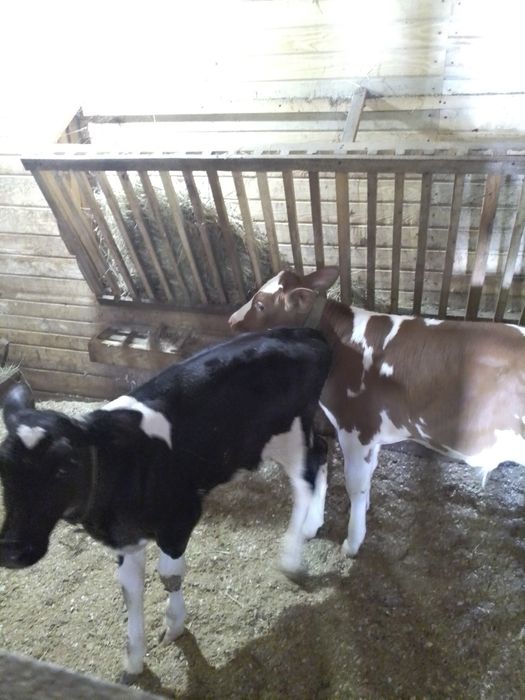 Молоко, творог, сливки, масло, згущенка з доставкою!