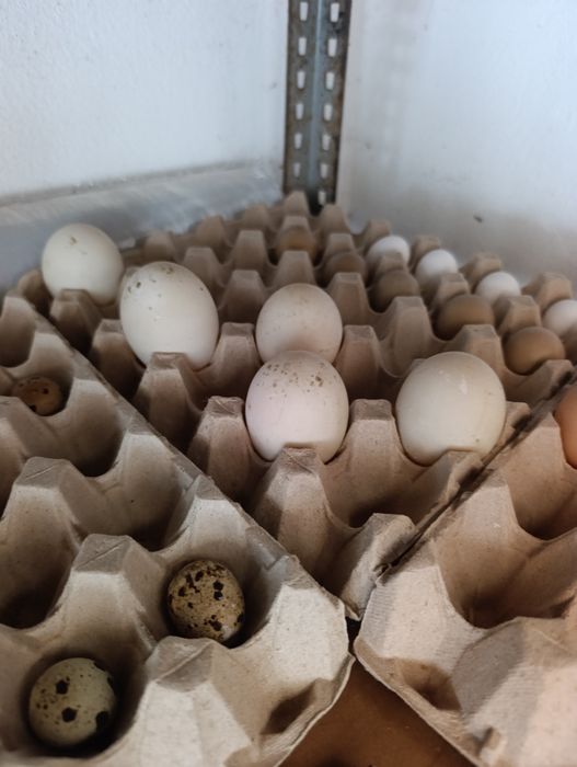 Ovos de pata  muda para incubação